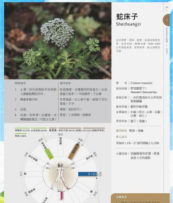 蛇床花怎么养,掌握关键技巧,轻松培育健康植株 蛇床花怎么养,掌握关键技巧,轻松培育健康植株