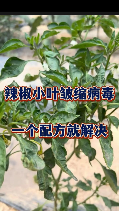辣椒树病防治,常见问题解析,实用应对方法 辣椒树病防治,常见问题解析,实用应对方法