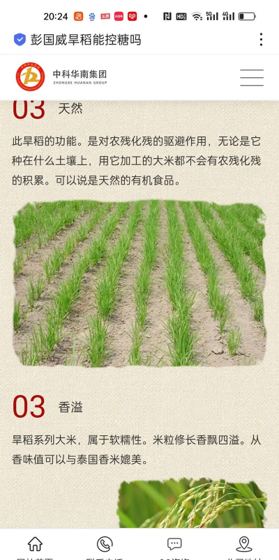 旱稻栽培技术,提高种植效率,掌握关键要点 旱稻栽培技术,提高种植效率,掌握关键要点