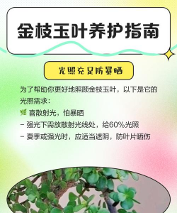 叶上花怎么养,掌握关键技巧,轻松培育健康植株 叶上花怎么养,掌握关键技巧,轻松培育健康植株