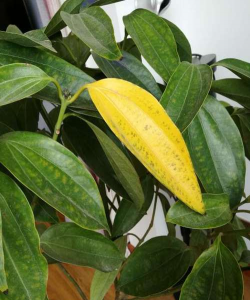 平安树虱子防治,识别虫害特征,掌握有效方法 平安树虱子防治,识别虫害特征,掌握有效方法