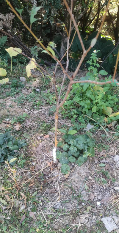 防治羊啃树,保护树木生长,减少经济损失 防治羊啃树,保护树木生长,减少经济损失