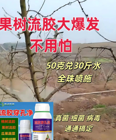 树流胶防治,找准原因,对症下药 树流胶防治,找准原因,对症下药