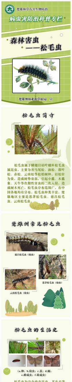 毛毛树如何防治,常见虫害识别,有效治理方法 毛毛树如何防治,常见虫害识别,有效治理方法