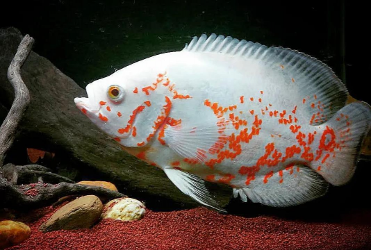 花猪鱼怎么养,新手入门指南,常见问题解答 花猪鱼怎么养,新手入门指南,常见问题解答