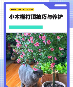 胡桑花怎么养,新手入门指南,轻松上手不踩坑 胡桑花怎么养,新手入门指南,轻松上手不踩坑