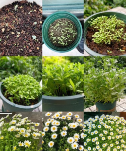 小菊栽培,轻松上手,花开满园 小菊栽培,轻松上手,花开满园