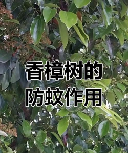 什么树防治蚊子,驱蚊效果实测,选择建议 什么树防治蚊子,驱蚊效果实测,选择建议
