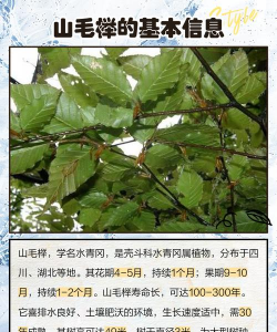 榉树的防治,常见问题解析,实用方法分享 榉树的防治,常见问题解析,实用方法分享