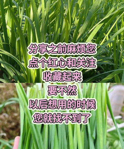 韭菜栽培技术视频,掌握种植要点,轻松收获鲜嫩韭菜 韭菜栽培技术视频,掌握种植要点,轻松收获鲜嫩韭菜