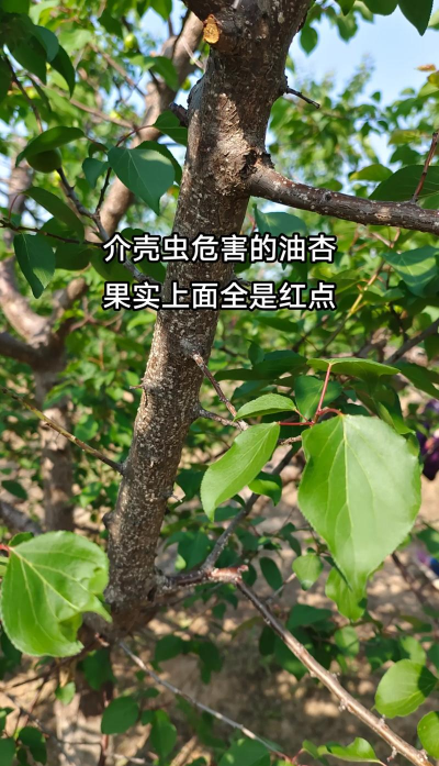杏树树虱防治,识别虫害特征,掌握有效方法 杏树树虱防治,识别虫害特征,掌握有效方法