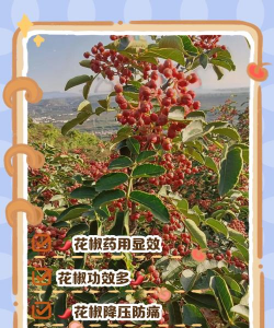 花椒树防治米虫,找准关键方法,轻松保护果实 花椒树防治米虫,找准关键方法,轻松保护果实