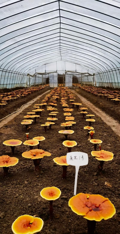 灵芝栽培技术视频,学习种植方法,掌握关键要点 灵芝栽培技术视频,学习种植方法,掌握关键要点