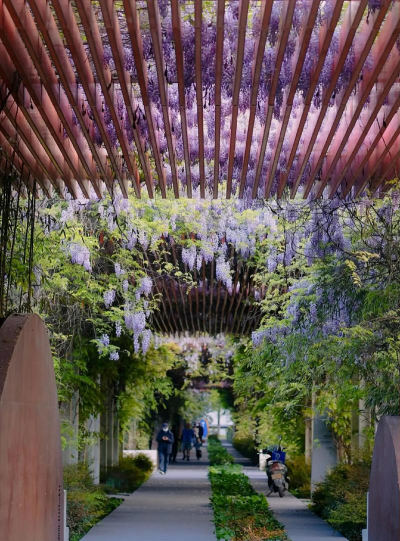 紫藤栽培技术,掌握关键步骤,轻松打造花廊美景 紫藤栽培技术,掌握关键步骤,轻松打造花廊美景