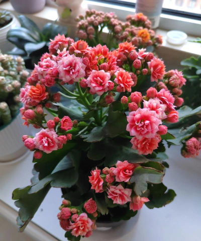 烟花长寿花怎么养,掌握关键技巧,轻松爆盆开花 烟花长寿花怎么养,掌握关键技巧,轻松爆盆开花