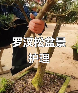 罗汉松栽培技术,掌握关键步骤,轻松养出好状态 罗汉松栽培技术,掌握关键步骤,轻松养出好状态