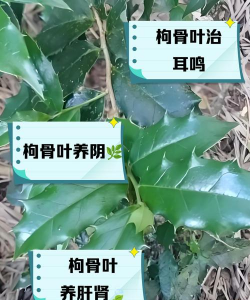 枸骨树虫害防治,常见问题识别,有效应对方法 枸骨树虫害防治,常见问题识别,有效应对方法