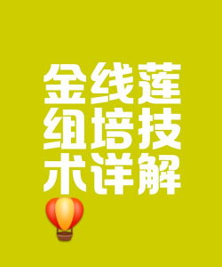 金线莲栽培技术,掌握关键要点,轻松种出好品质 金线莲栽培技术,掌握关键要点,轻松种出好品质