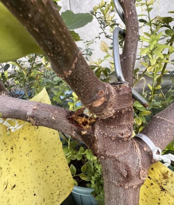 林业树虫害防治,识别常见虫害,掌握有效方法 林业树虫害防治,识别常见虫害,掌握有效方法