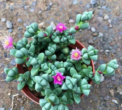 紫鹿花怎么养,掌握关键技巧,轻松养出好状态 紫鹿花怎么养,掌握关键技巧,轻松养出好状态