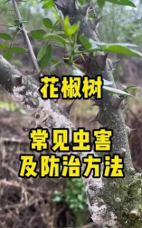 花椒树粘虫防治,识别虫害特征,掌握有效方法 花椒树粘虫防治,识别虫害特征,掌握有效方法