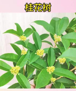 月桂栽培,轻松上手,收获满园芬芳 月桂栽培,轻松上手,收获满园芬芳