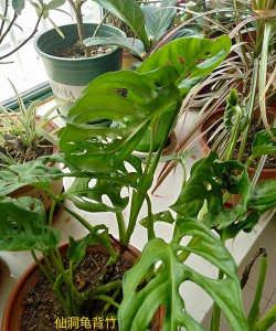 班马花怎么养,掌握关键技巧,轻松养出好状态 班马花怎么养,掌握关键技巧,轻松养出好状态