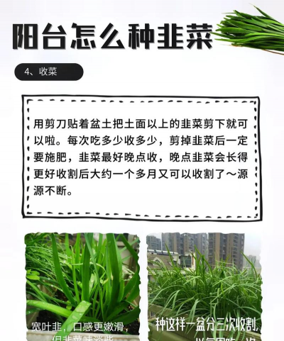 韭菜的栽培技术,选对品种,掌握关键步骤 韭菜的栽培技术,选对品种,掌握关键步骤