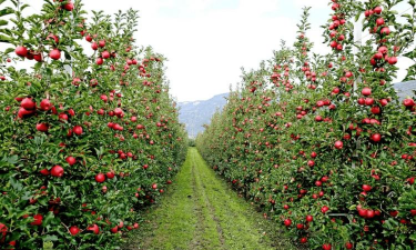 矮化苹果栽培技术,选对品种,掌握方法 矮化苹果栽培技术,选对品种,掌握方法