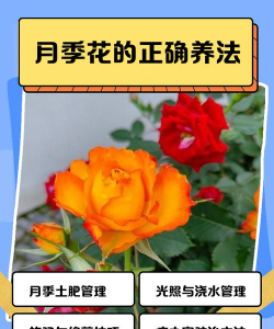 月季花怎么养出大花,掌握关键技巧,轻松实现爆花 月季花怎么养出大花,掌握关键技巧,轻松实现爆花