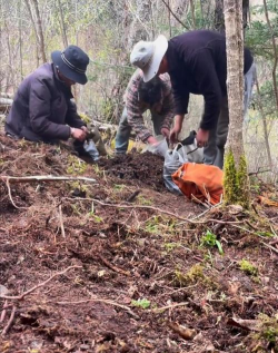 猪苓栽培技术,掌握关键步骤,实现稳定收获 猪苓栽培技术,掌握关键步骤,实现稳定收获