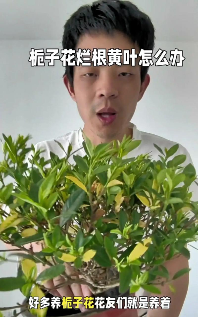 栀子花怎么养浇水,掌握正确方法,避免黄叶烂根 栀子花怎么养浇水,掌握正确方法,避免黄叶烂根