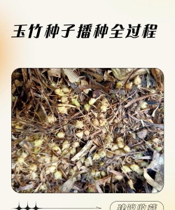 玉竹栽培技术,选对方法,轻松上手 玉竹栽培技术,选对方法,轻松上手