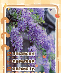大叶紫藤花怎么养,掌握关键技巧,轻松打造花墙美景 大叶紫藤花怎么养,掌握关键技巧,轻松打造花墙美景