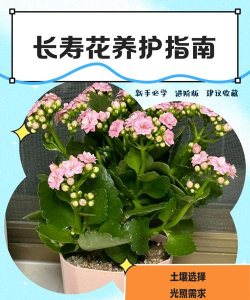 秋容长寿花怎么养,掌握关键技巧,花开更长久 秋容长寿花怎么养,掌握关键技巧,花开更长久