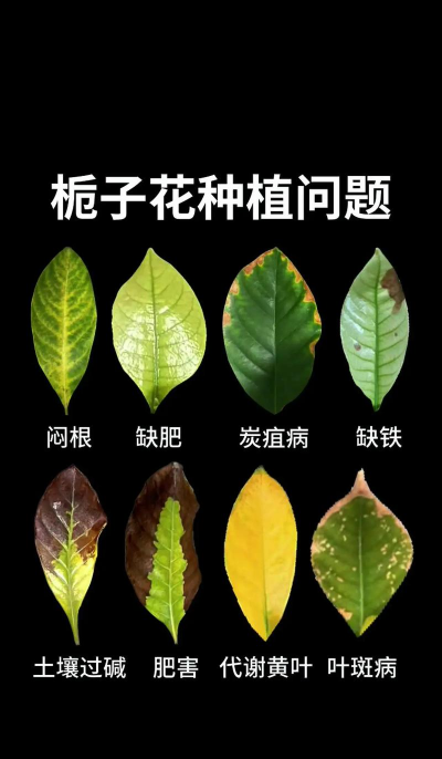 栀子花怎么养北方,解决常见问题,提供实用方法 栀子花怎么养北方,解决常见问题,提供实用方法