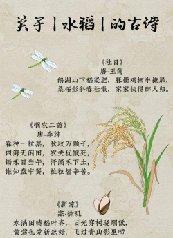 水稻栽培技术要点,掌握关键步骤,实现高产稳产 水稻栽培技术要点,掌握关键步骤,实现高产稳产