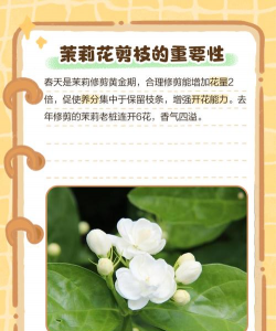 剪枝茉莉花怎么养,掌握修剪时机,促进开花繁茂 剪枝茉莉花怎么养,掌握修剪时机,促进开花繁茂