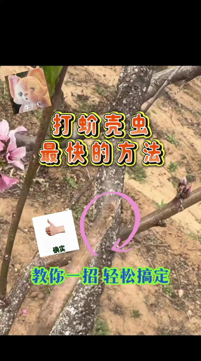 防治古树害虫,识别常见种类,掌握有效方法 防治古树害虫,识别常见种类,掌握有效方法