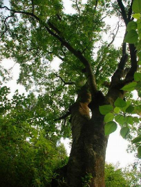 秦岭树防治投入,成本控制要点,效果评估方法 秦岭树防治投入,成本控制要点,效果评估方法