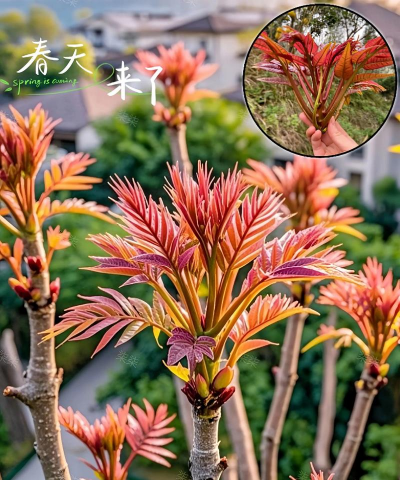 香椿树栽培技术,掌握关键要点,轻松种出好味道 香椿树栽培技术,掌握关键要点,轻松种出好味道