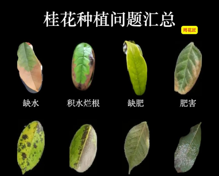 桂花树病害防治,识别常见问题,掌握有效方法 桂花树病害防治,识别常见问题,掌握有效方法