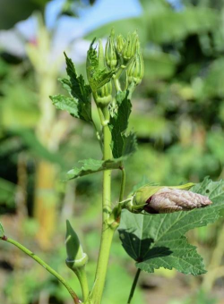 秋葵树病害防治,常见问题识别,有效应对方法 秋葵树病害防治,常见问题识别,有效应对方法