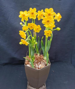 金水仙开过花怎么养,延长花期,保持健康 金水仙开过花怎么养,延长花期,保持健康