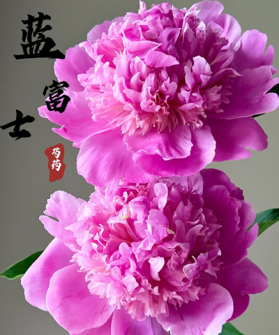 蓝富士芍药花怎么养,掌握关键技巧,花开更艳丽 蓝富士芍药花怎么养,掌握关键技巧,花开更艳丽