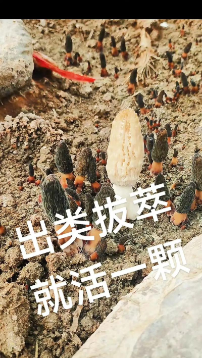 野生菌栽培技术,掌握关键步骤,实现家庭种植 野生菌栽培技术,掌握关键步骤,实现家庭种植