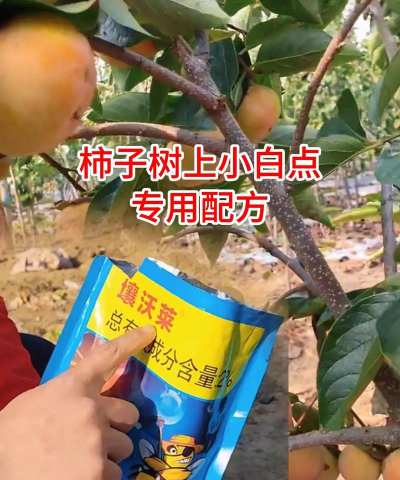 果树树病虫防治,识别常见问题,掌握有效方法 果树树病虫防治,识别常见问题,掌握有效方法