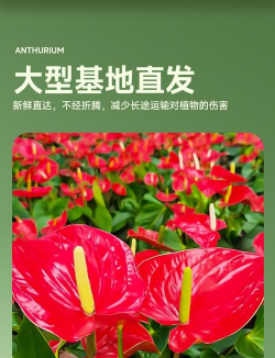 红色白掌花怎么养,掌握关键技巧,轻松养出好状态 红色白掌花怎么养,掌握关键技巧,轻松养出好状态