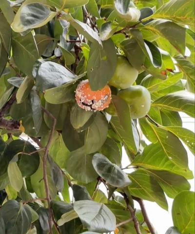 果木树病虫防治,识别常见病害,掌握有效方法 果木树病虫防治,识别常见病害,掌握有效方法
