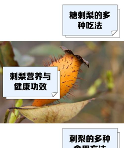 刺梨栽培技术,掌握关键步骤,轻松收获果实 刺梨栽培技术,掌握关键步骤,轻松收获果实